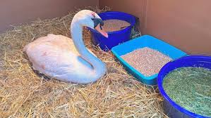Image result for South Yorkshire Swans
