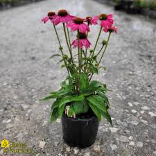 Image result for Echinacea purpurea