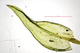 Attēlu rezultāti vaicājumam “Orthotrichum anomalum”