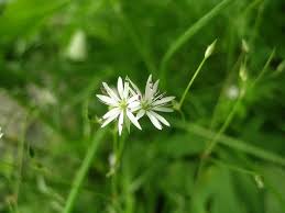 Attēlu rezultāti vaicājumam “Stellaria palustris leaf”