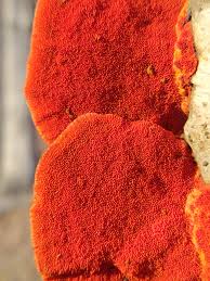 Attēlu rezultāti vaicājumam “Pycnoporus cinnabarinus”