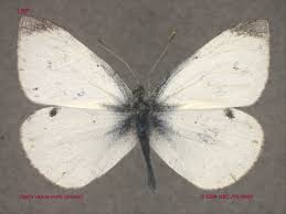 Attēlu rezultāti vaicājumam “Pieris rapae male”