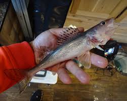 Image result for Sander canadensis