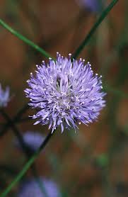 Attēlu rezultāti vaicājumam “Jasione montana flower”