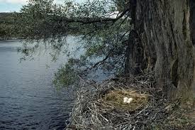 Attēlu rezultāti vaicājumam “Ciconia nigra nest”
