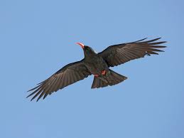 Image result for Pyrrhocorax pyrrhocorax