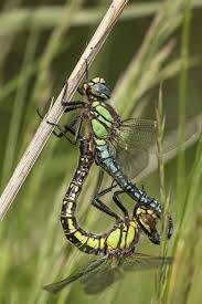 Attēlu rezultāti vaicājumam “Brachytron pratense”