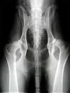 Hip Dysplasia - The Information Website for the Health &amp; Welfare ...