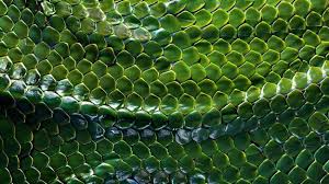 Image result for reptile scales