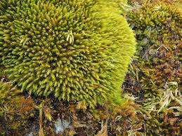 Attēlu rezultāti vaicājumam “Grimmia muehlenbeckii”