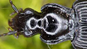 Attēlu rezultāti vaicājumam “Limodromus assimilis”