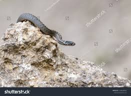 Attēlu rezultāti vaicājumam “Coronella austriaca adult”