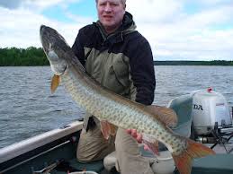 Image result for Esox masquinongy