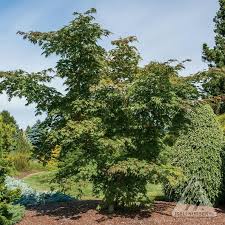 Attēlu rezultāti vaicājumam “Acer pseudosieboldianum”