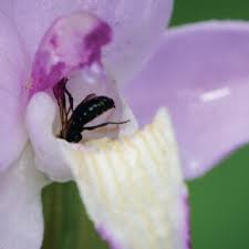 Attēlu rezultāti vaicājumam “Cephalanthera rubra bud”