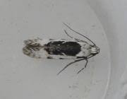 Attēlu rezultāti vaicājumam “Carpatolechia alburnella”