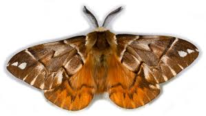 Attēlu rezultāti vaicājumam “Endromidae”