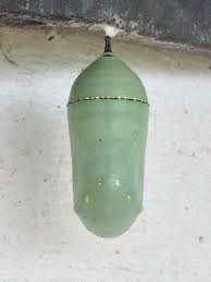 Attēlu rezultāti vaicājumam “Nymphalis pupa”