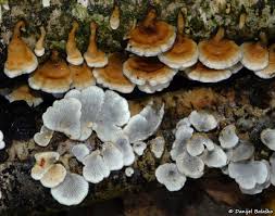 Attēlu rezultāti vaicājumam “Plicaturopsis crispa”