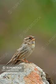 Image result for Petronia petronia