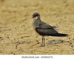 Image result for Glareola maldivarum