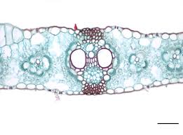 Attēlu rezultāti vaicājumam “Zea mays leaf”
