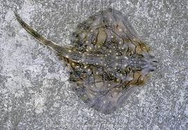 Image result for Raja undulata