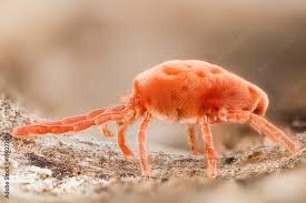 Attēlu rezultāti vaicājumam “Trombidiidae”