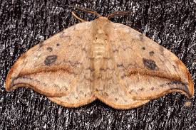 Attēlu rezultāti vaicājumam “Drepana falcataria”