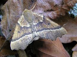 Attēlu rezultāti vaicājumam “Odontopera bidentata”