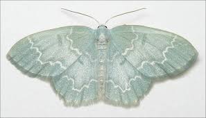 Attēlu rezultāti vaicājumam “Jodis putata”