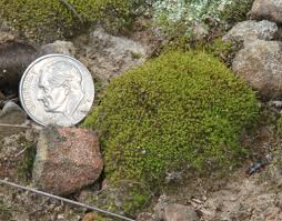 Attēlu rezultāti vaicājumam “Dicranum montanum”