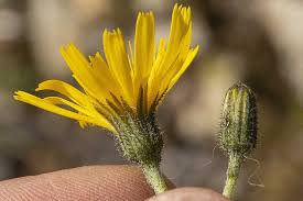Attēlu rezultāti vaicājumam “Hieracium murorum flower”