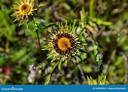 Attēlu rezultāti vaicājumam “Carlina biebersteinii”