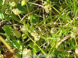 Attēlu rezultāti vaicājumam “Sagina procumbens flower”