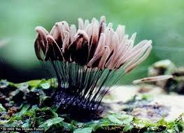 Attēlu rezultāti vaicājumam “Stemonitis axifera spores”