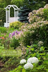Attēlu rezultāti vaicājumam “Thuja occidentalis flower”