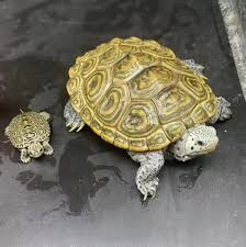Image result for Malaclemys terrapin