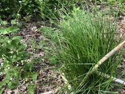 Attēlu rezultāti vaicājumam “Carex diandra leaf”