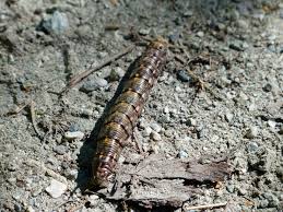 Attēlu rezultāti vaicājumam “Sphinx pinastri larva”