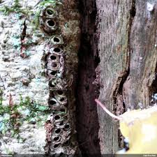 Attēlu rezultāti vaicājumam “Andricus quercuscorticis”