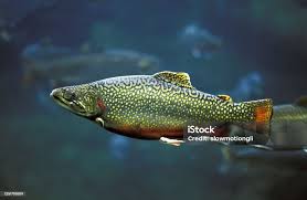 Image result for Salvelinus fontinalis