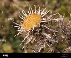 Attēlu rezultāti vaicājumam “Carlina vulgaris flower”