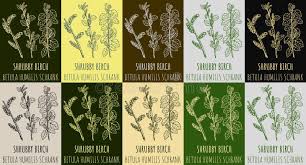 Attēlu rezultāti vaicājumam “Betula humilis”