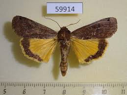 Attēlu rezultāti vaicājumam “Noctua pronuba”