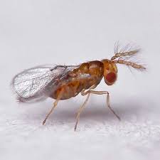 Attēlu rezultāti vaicājumam “Trichia flavicoma”