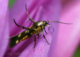 Attēlu rezultāti vaicājumam “Scythrididae”
