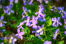 Attēlu rezultāti vaicājumam “Viola reichenbachiana flower”