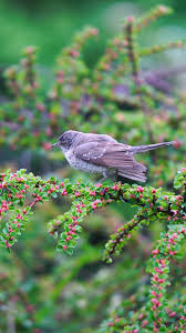 Attēlu rezultāti vaicājumam “Hippolais icterina adult”