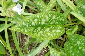 Attēlu rezultāti vaicājumam “Pulmonaria angustifolia leaf”